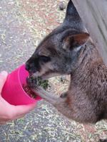 Känguru