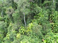 Kuranda Regenwald
