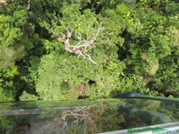 Kuranda Regenwald