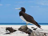 Michaelmas Cay