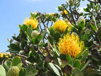 Nadelkissen-Protea
