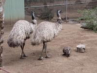 Nandu