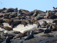 Robben Hout Bay