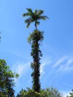 Tijuca-Nationalpark