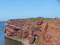 Tausende Brutpaare der Trottellumme am Felsen