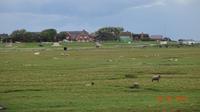 Hallig Hooge (2)