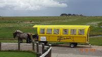 Hallig Hooge Pferdebus