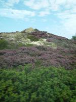 Heidelandschaft Sylt