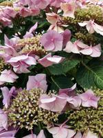 Schönheit-diese Hortensie