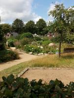 Kräutergarten in Föhr