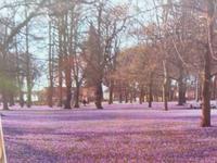 Schlossgarten- Krokusblütezeit