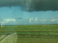 Wiesen mit vielen...vielen Schafen