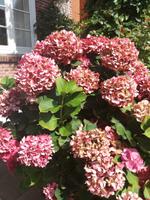 überall Hortensien