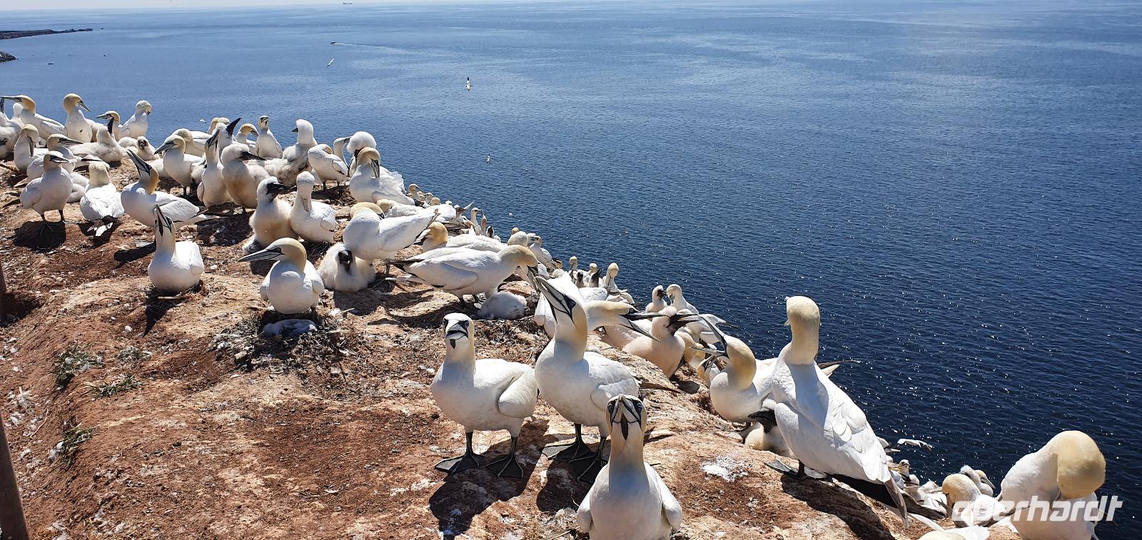 Basstölpel auf Helgoland