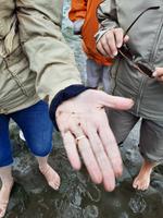 Rundreise Nordfriesland - Wattwanderung in Nordstrand