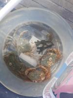 Rundreise Nordfriesland - Krabbenangeln am Nordsee-Strand in Wyk auf Föhr