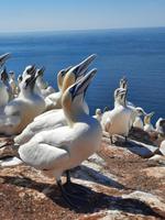 Rundreise Nordfriesland - Helgoland - Rundgang auf dem Oberland mit Basstölpeln