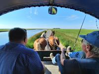 Rundreise Nordfriesland - Kutschfahrt auf Hallig Hooge