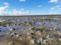 Die Häufchen werden von den Wattwürmern gebaut 