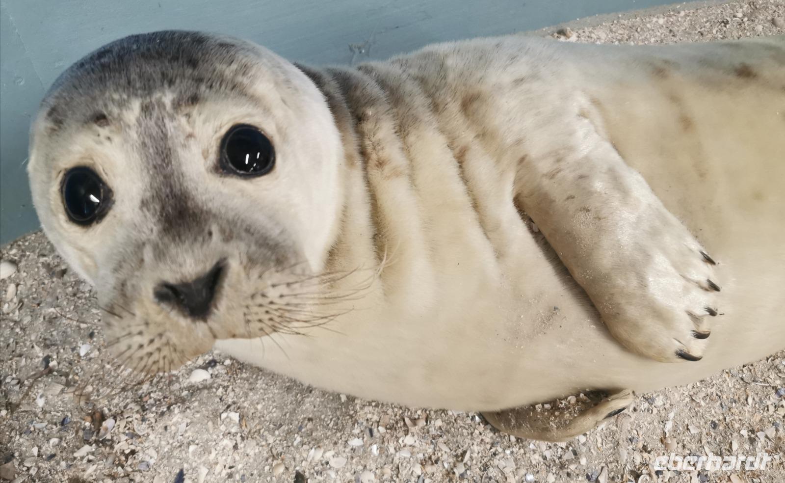 Sie sind doch allerliebst, oder? 