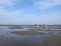 Nordfriesland Husum Nordstrand Wattwanderung