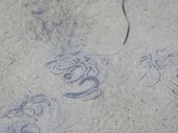 Nordfriesland Husum Nordstrand Wattwanderung