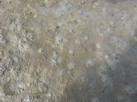 Nordfriesland Husum Nordstrand Wattwanderung