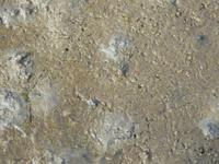 Nordfriesland Husum Nordstrand Wattwanderung