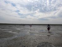 Nordfriesland Husum Nordstrand Wattwanderung