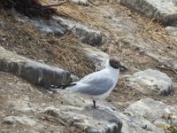 Am Eidersperrwerk Nordfriesland 