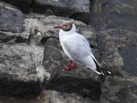 Am Eidersperrwerk Nordfriesland 