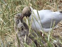 Möwe mit Jungen