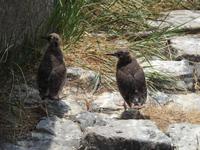 Junge Austernfischer