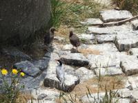 Austernfischer mit Jungen