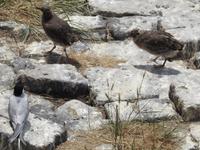 Austernfischer mit Jungen