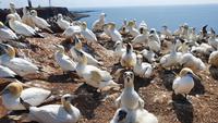 Basstölpel auf Helgoland 