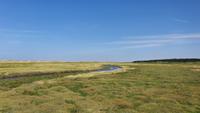 Salzwiesen   St. Peter Ording - Bad