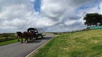 Kutschenexpress auf Hallig Hooge