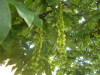 DSCN6211.JPG      Kaukasische  Flügelnuss