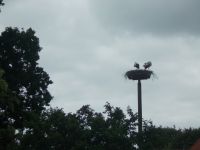 DSCN6285.JPG    Storch im Stadtpark Wyk
