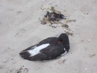 DSCN6296.JPG    ausruhen am Strand von Wyk