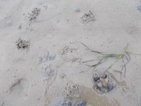 DSCN6303.JPG   Wattwanderung