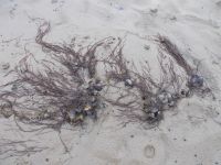 DSCN6305.JPG   im Watt