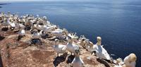 Basstölpel auf Helgoland