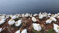 Basstölpel auf Helgoland