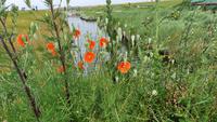 Hallig Hooge