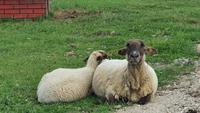 Hallig Hooge