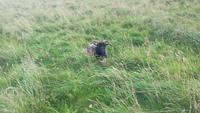 Helgoland