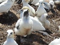 Helgoland