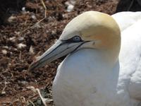 Helgoland